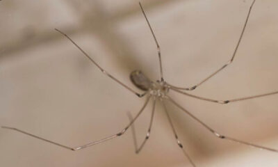 Αράχνες της άνοιξης: Χρήσιμες αλλά τις θέλω μακριά από το σπίτι μου - Πώς το κάνω