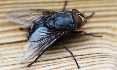 Εξαφάνισε τις μύγες από το σπίτι σου με το φυσικό σπρέι που θα φτιάξεις σε 1 λεπτό με λιγότερο από 1 ευρώ