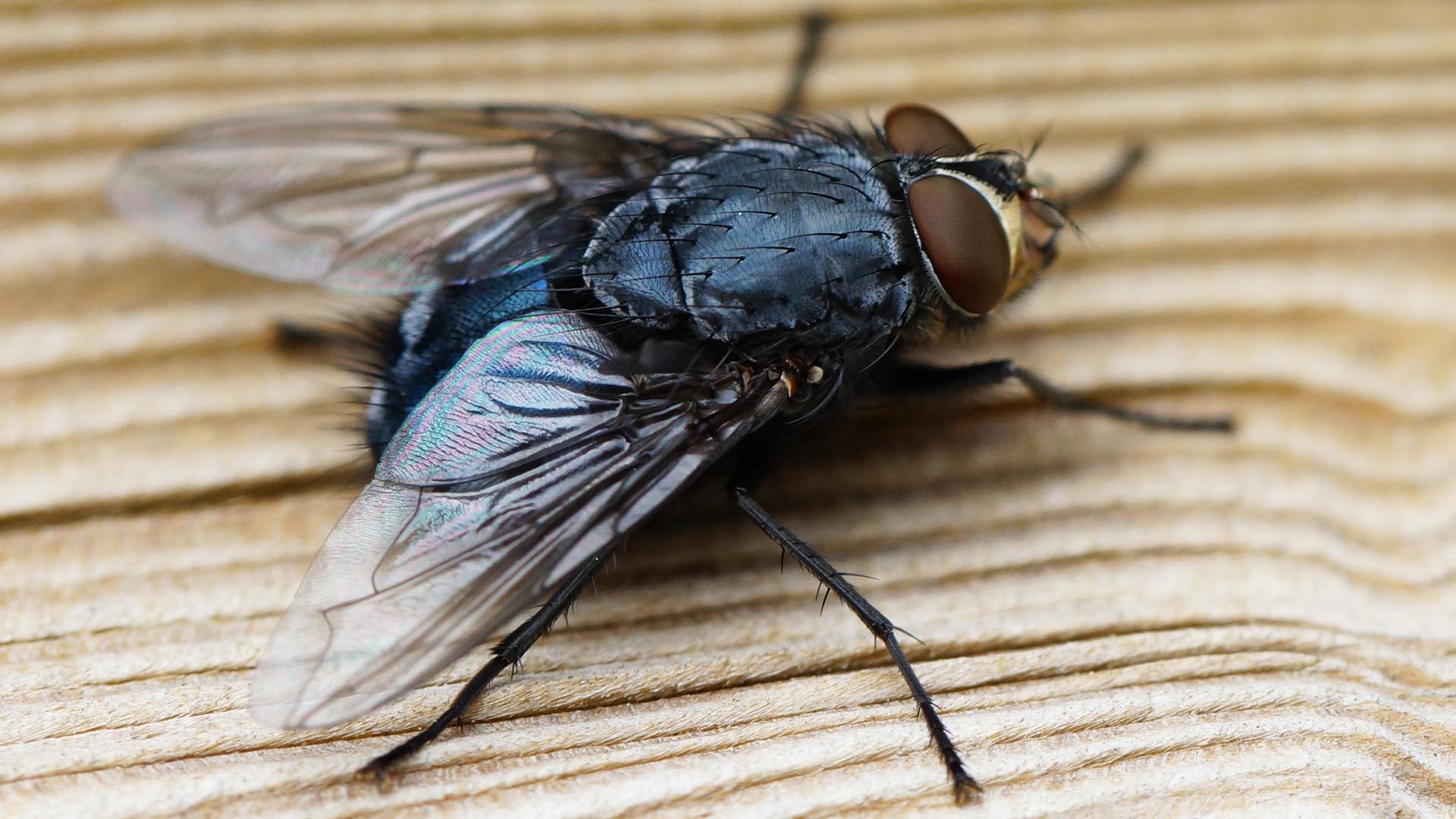 Εξαφάνισε τις μύγες από το σπίτι σου με το φυσικό σπρέι που θα φτιάξεις σε 1 λεπτό με λιγότερο από 1 ευρώ