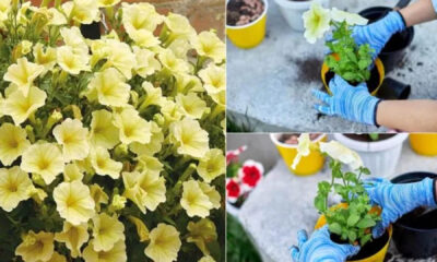 Φύτεψε Σερφίνια και θα σε ανταμοίψει με τα πολύχρωμα άνθη της