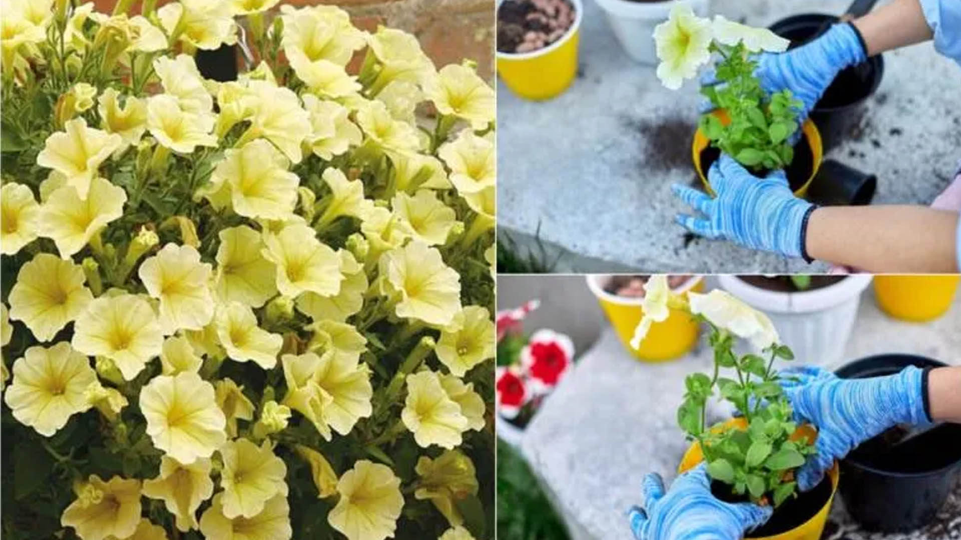 Φύτεψε Σερφίνια και θα σε ανταμοίψει με τα πολύχρωμα άνθη της